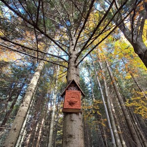 kapliczka na drzewie